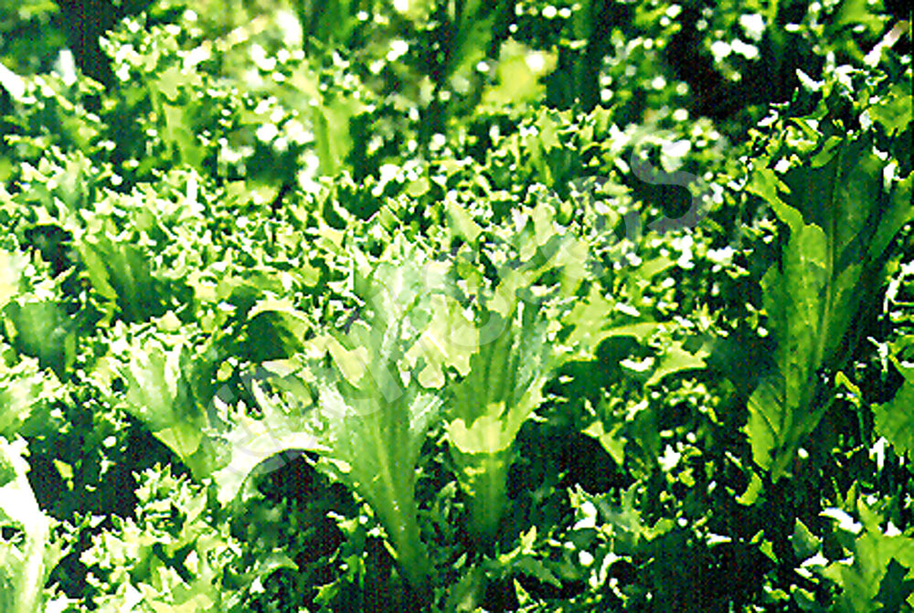 Endive Salad King Seeds