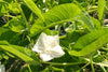 Kang Kong Seeds