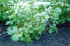 Purslane Large Yellow Seeds