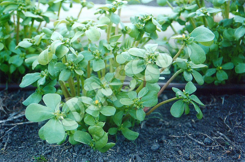 Purslane Large Yellow Seeds