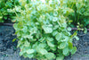 Miners Lettuce Seeds