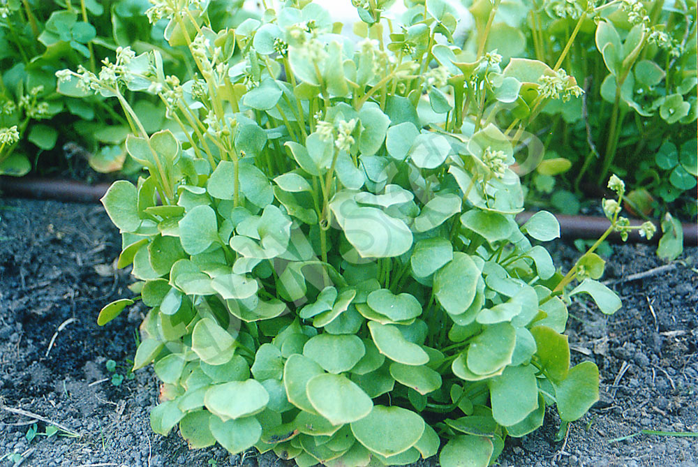 Miners Lettuce Seeds