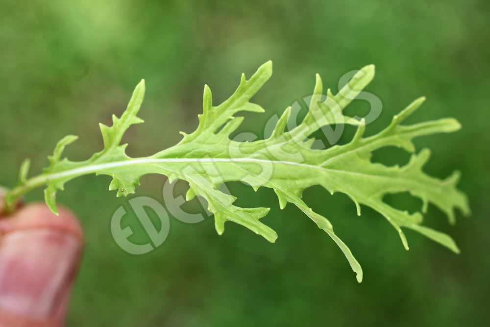 Mizuna Seeds