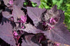 Mountain Spinach Purple Orach Organic Seeds