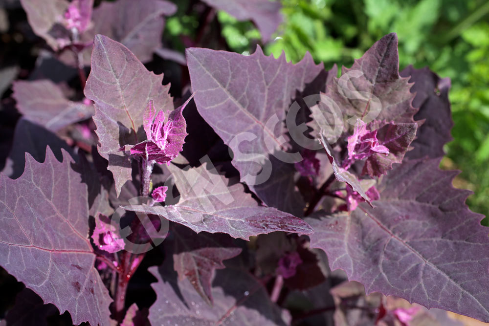 Mountain Spinach Purple Orach Organic Seeds