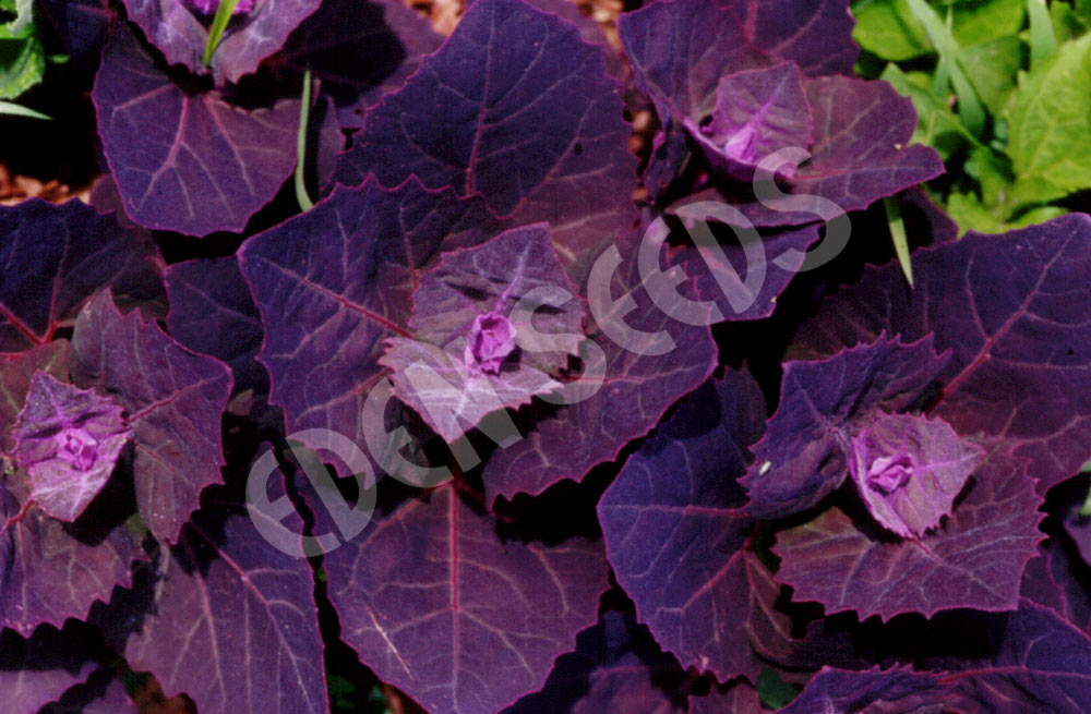 Mountain Spinach Red Orach Seeds