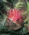 Radicchio Palla Rossa Seeds