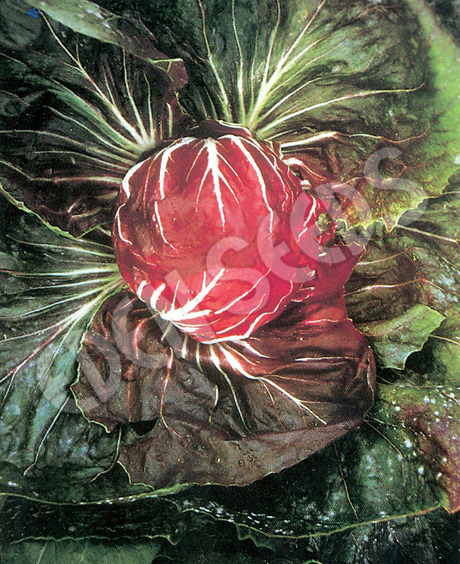 Radicchio Palla Rossa Seeds