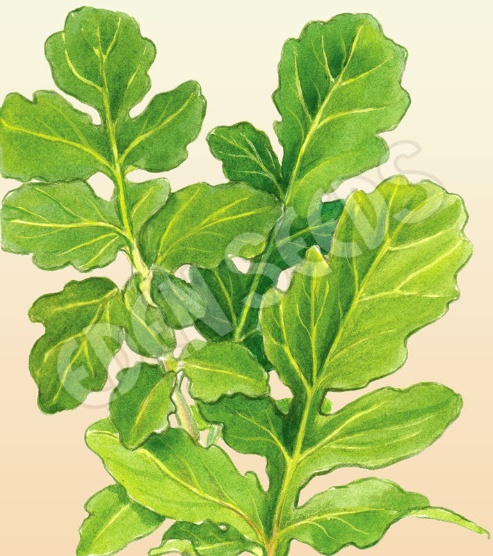 Rocket Organic Seeds