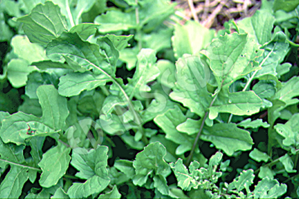 Rocket Seeds