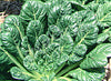 Tatsoi Seeds