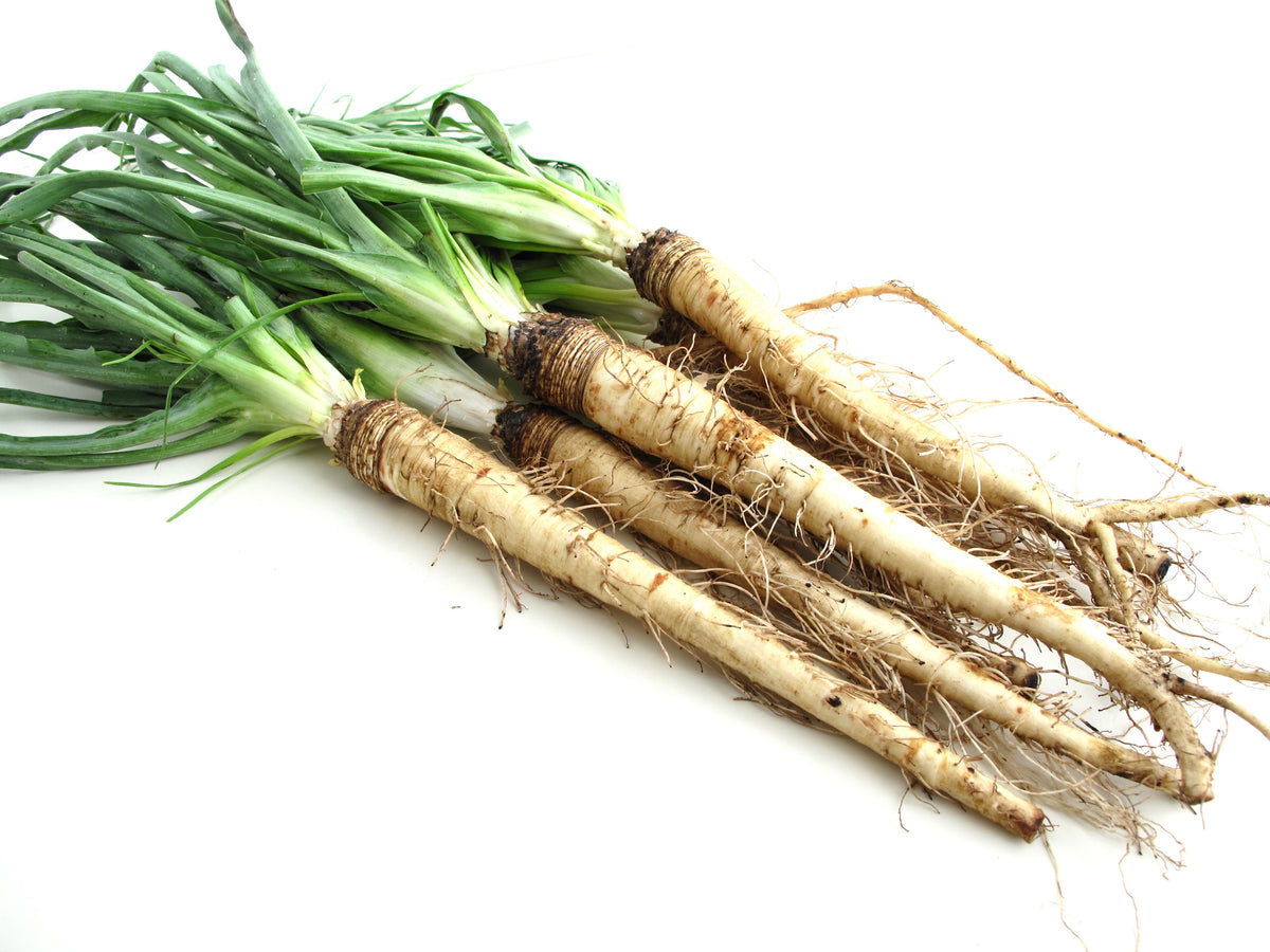 Salsify Mammoth Sandwich Island Seeds