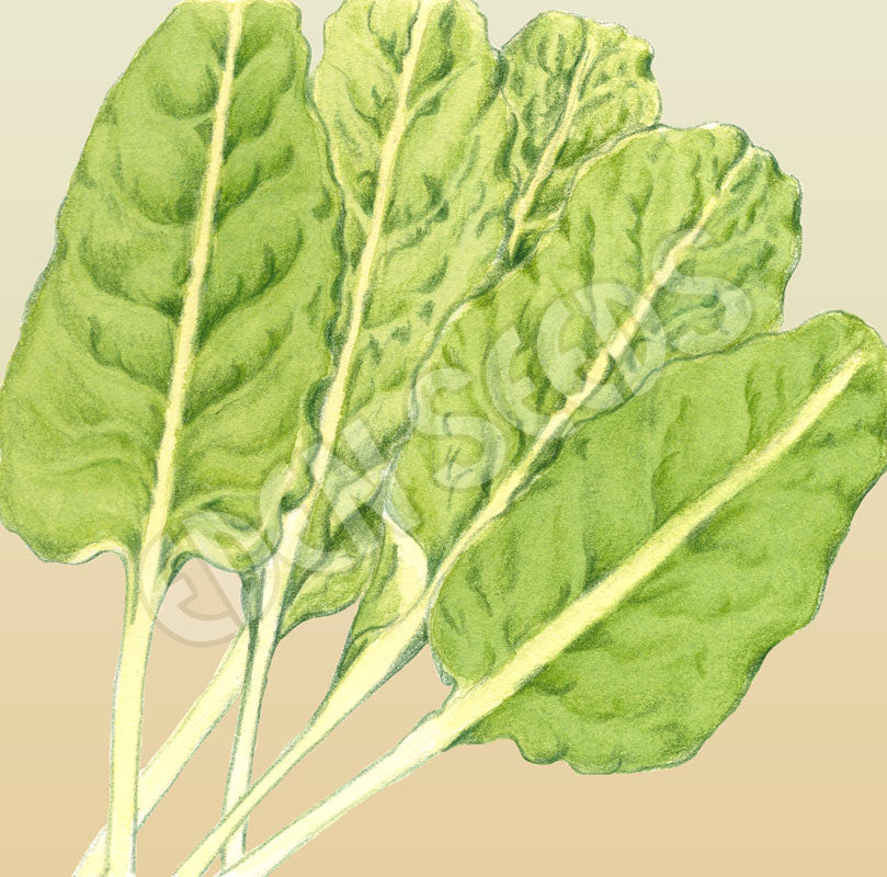 Silverbeet Erbette Seeds