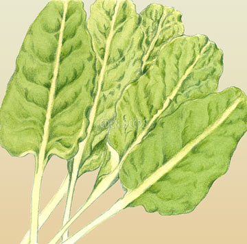 Silverbeet Erbette Organic Seeds
