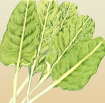 Silverbeet Erbette Organic  Seeds