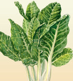 Silverbeet Fordhook Giant Seeds