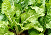 Silverbeet Lucullus Seeds