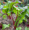 Silverbeet Magenta Mix Seeds