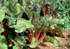 Silverbeet Ruby Red Chard Seeds