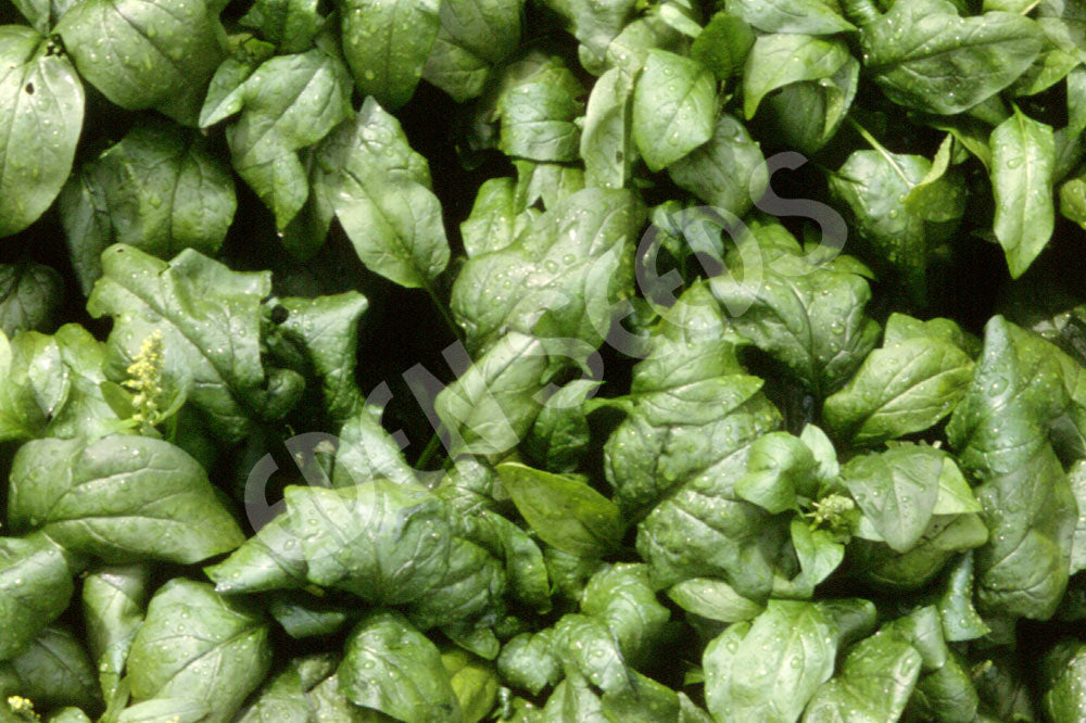 Spinach Viroflay Seeds