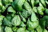 Spinach Giant Nobel Seeds