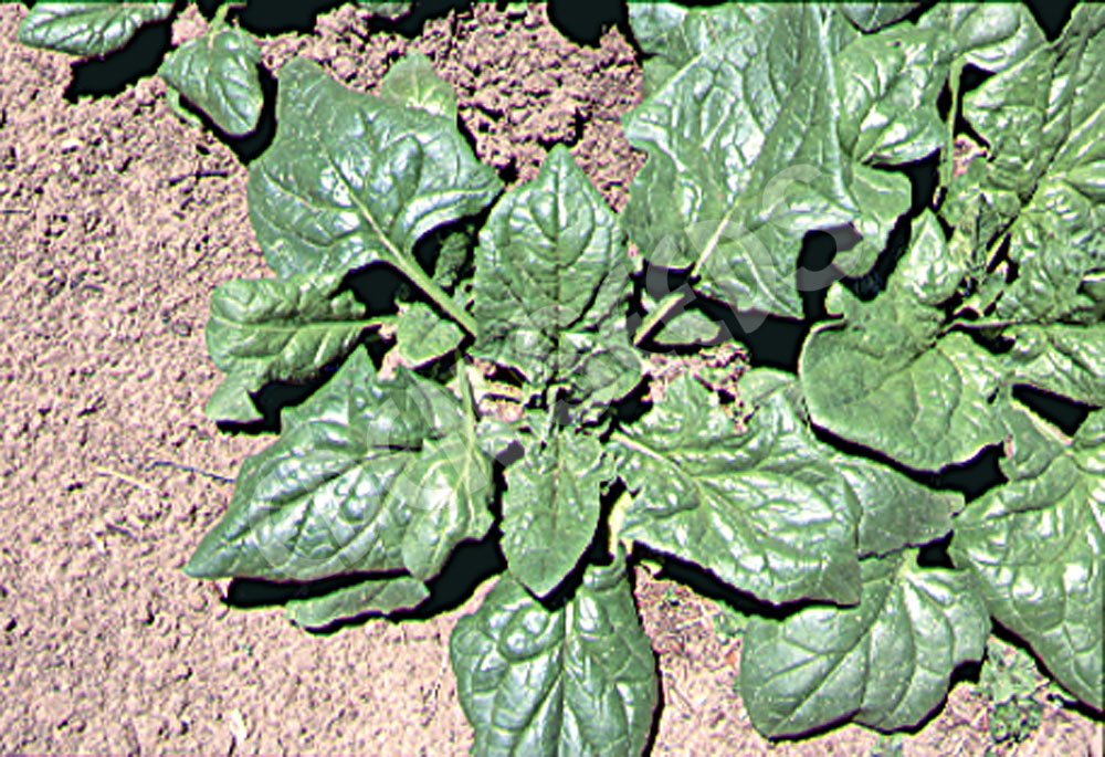 Spinach Bloomsdale Long Standing Seeds