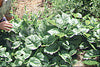 Spinach Ceylon Seeds