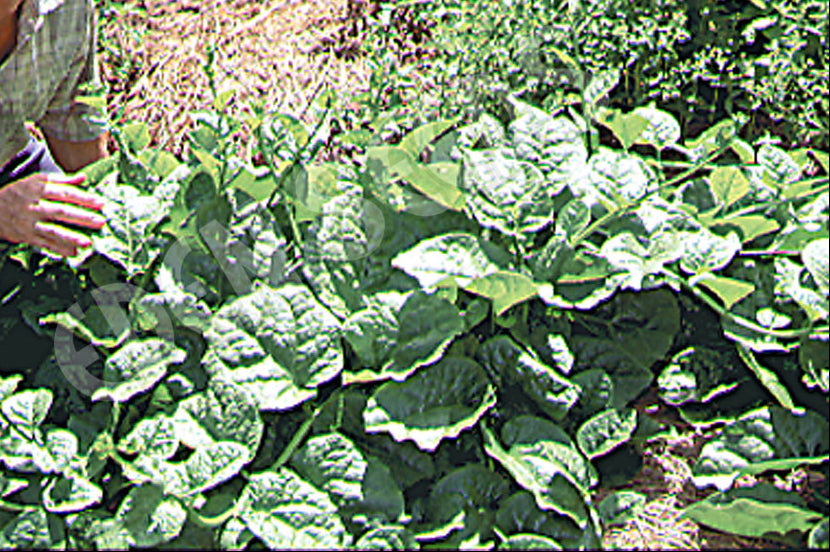 Spinach Ceylon Seeds