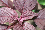 Spinach Chinese Blitum Seeds