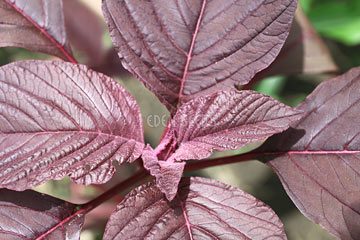 Spinach Chinese Blitum Seeds
