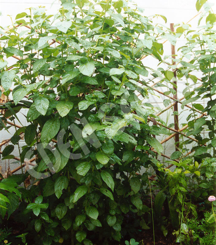 Spinach Egyptian Seeds