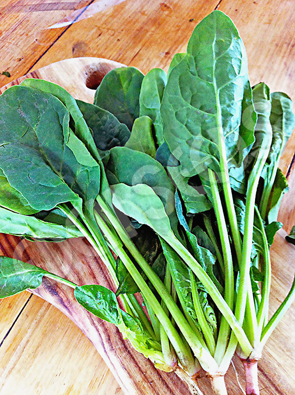 Microgreens Spinach English Seeds