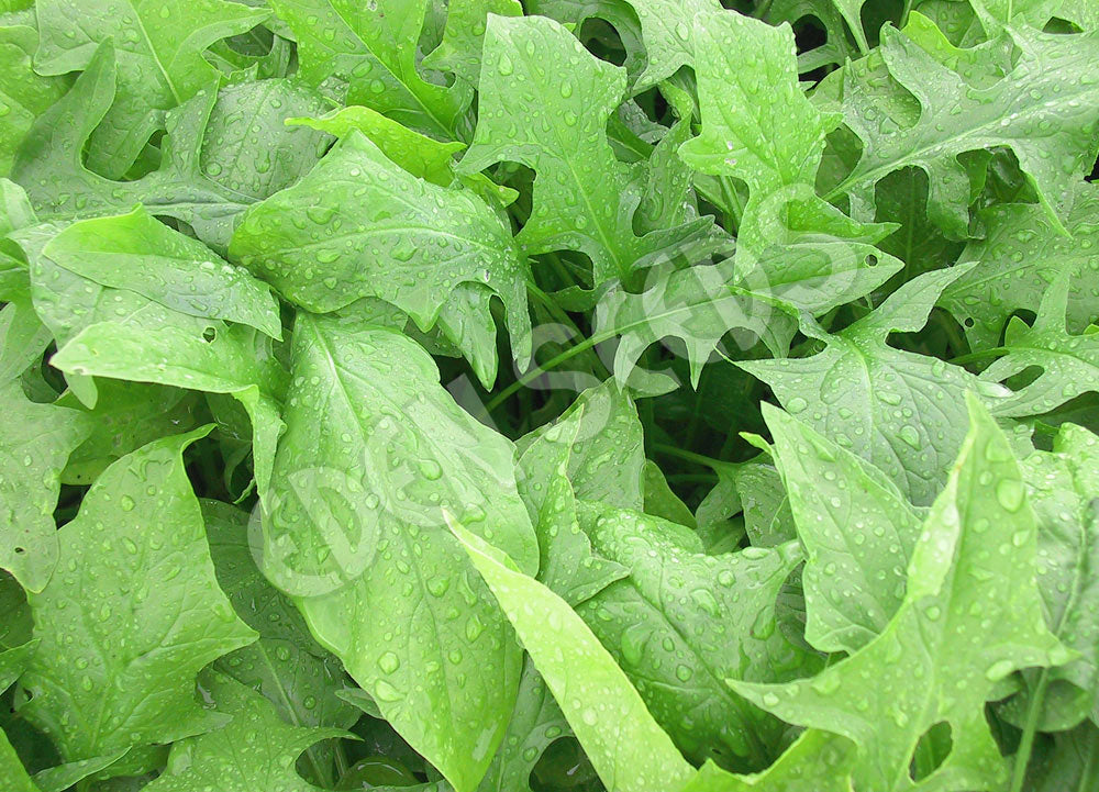 Spinach Galilee Organic Seeds
