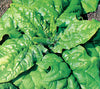 Microgreens Spinach Matador Seeds