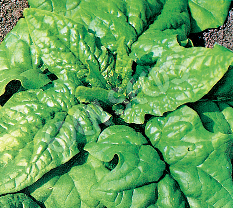 Spinach Matador Seeds