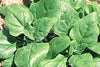 Spinach New Zealand Seeds
