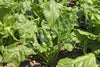 Spinach Perpetual Seeds