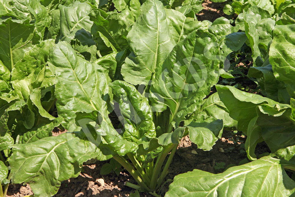 Spinach Perpetual Seeds