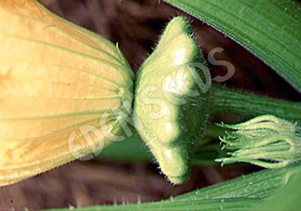 Squash Button Green Tint Organic Seeds