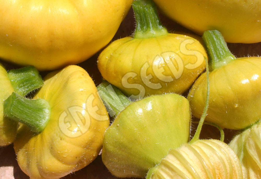 Squash Button Yellow Bush Scallop Seeds