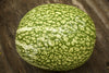 Squash Winter Perennial Squash Chilacayote Seeds