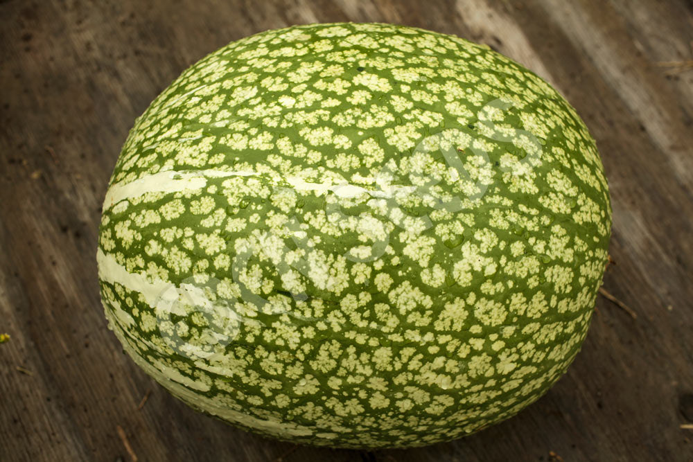 Squash Winter Perennial Squash Chilacayote Seeds