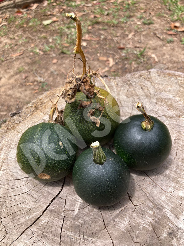 Squash Winter Gem Seeds