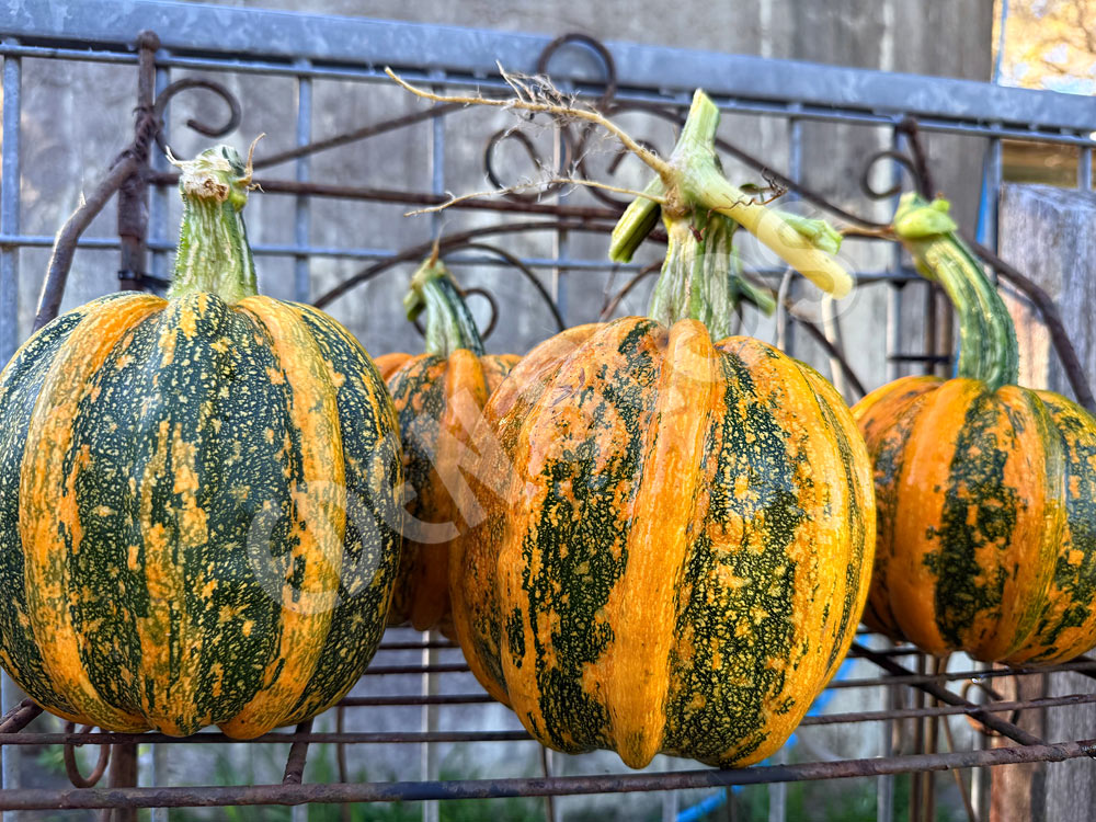 Pumpkin Kumi Kumi Seeds