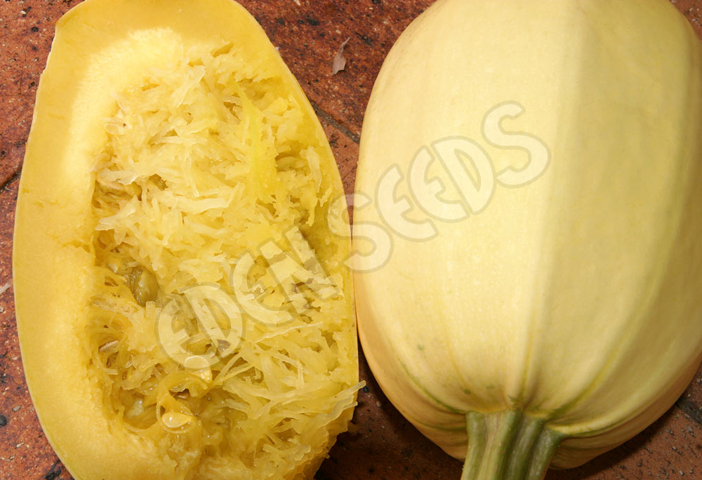 Squash Winter Spaghetti Squash Seeds