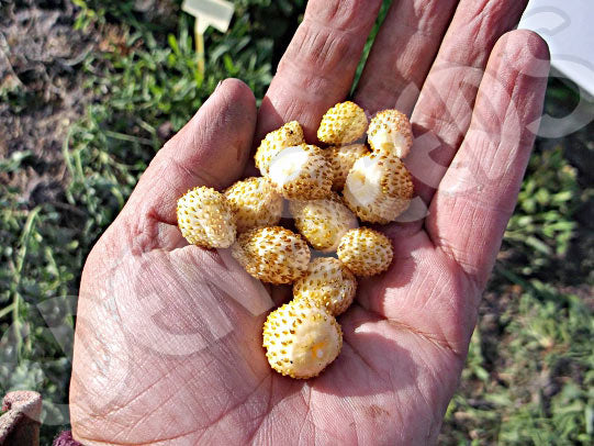 Strawberry White Alpine Seeds