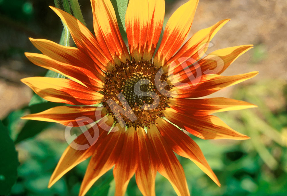Sunflower Evening Sun Organic Seeds
