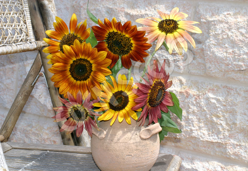 Sunflower Evening Sun Seeds