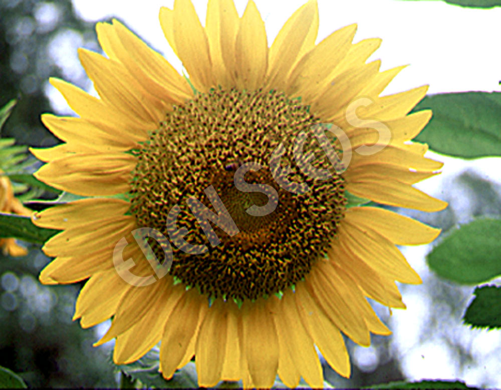 Sunflower Giant Russian Organic Seeds