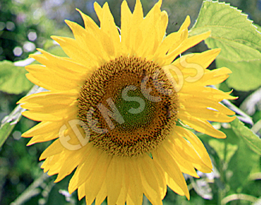 Sunflower Sunfola Seeds